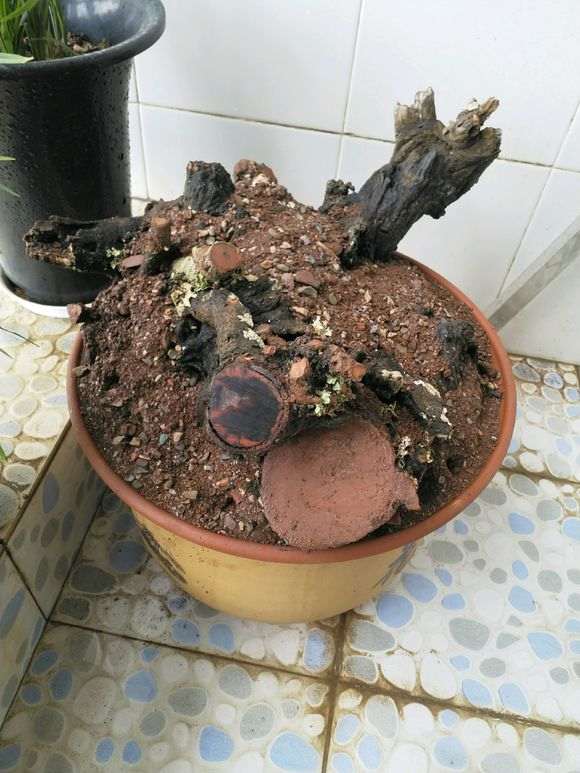 图解 清香木下山桩有水芽 怎么办