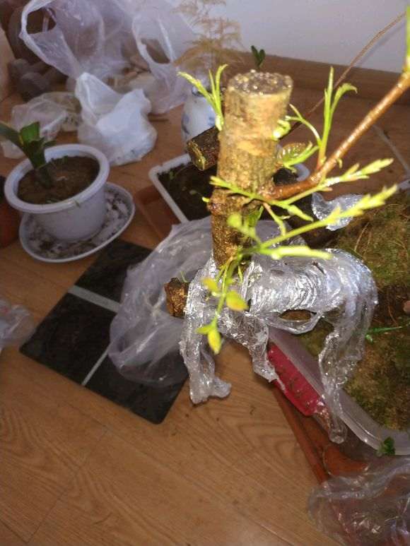 图解 清香木下山桩有水芽 怎么办
