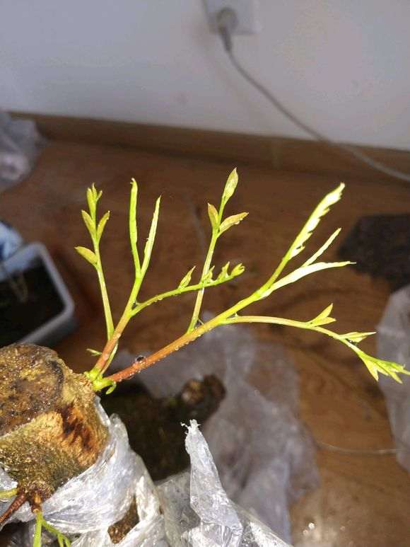 图解 清香木下山桩有水芽 怎么办