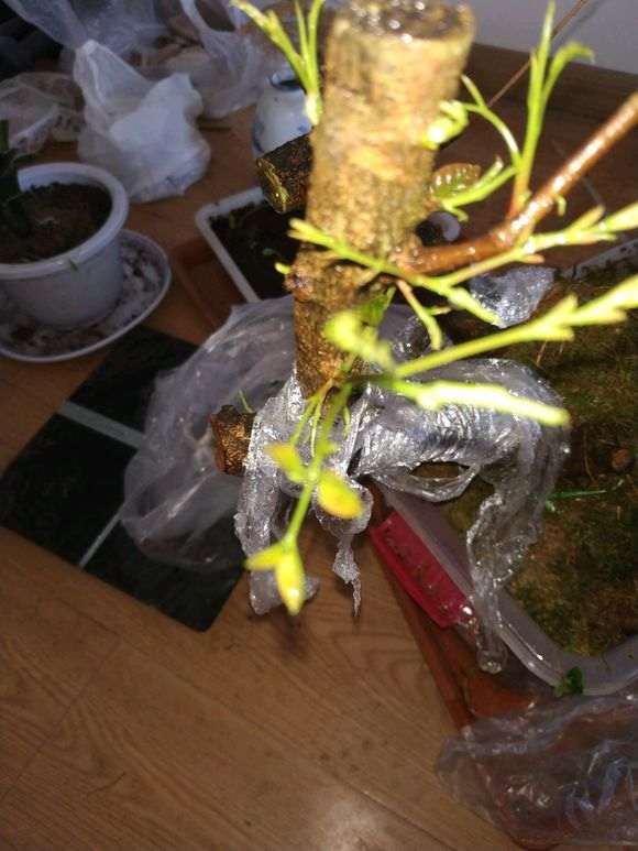 图解 清香木下山桩有水芽 怎么办