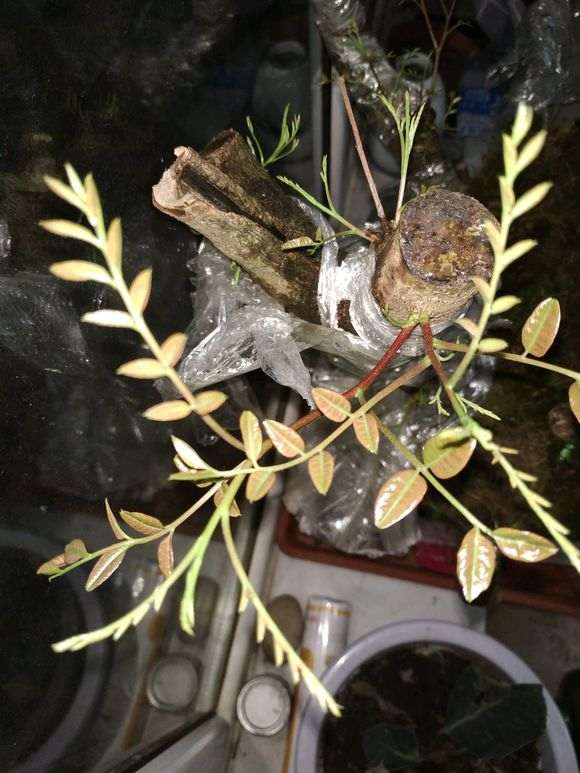 图解 清香木下山桩有水芽 怎么办