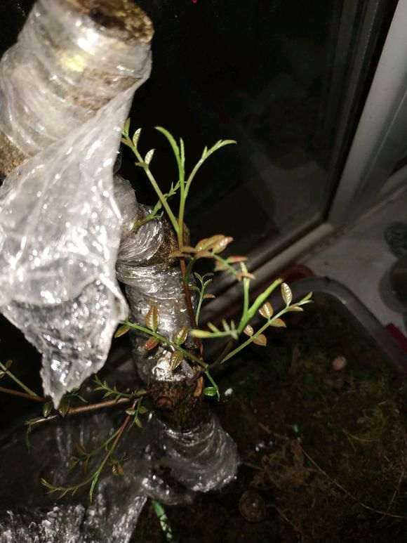 图解 清香木下山桩有水芽 怎么办