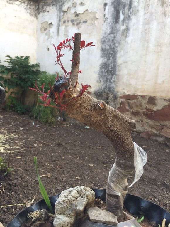 图解 清香木下山桩有水芽 怎么办