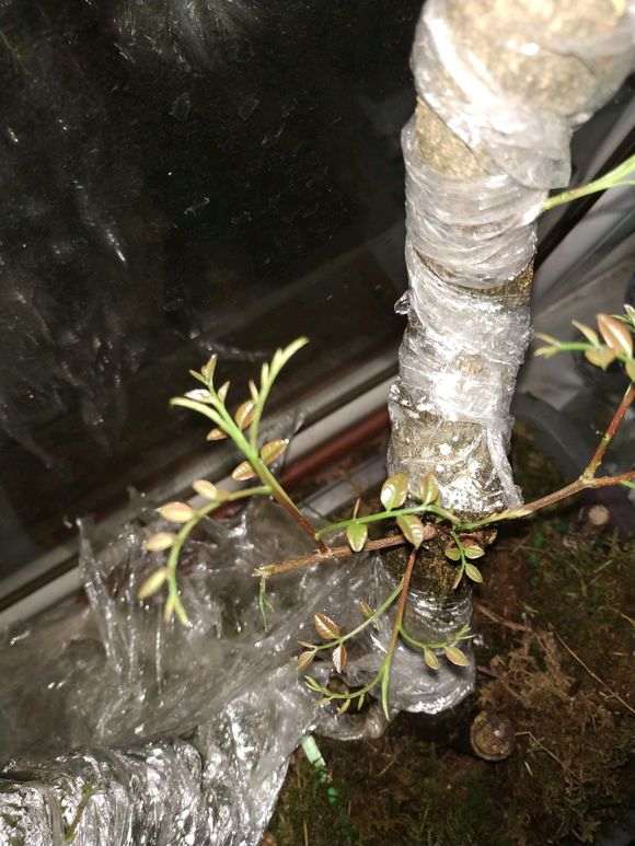 图解 清香木下山桩有水芽 怎么办