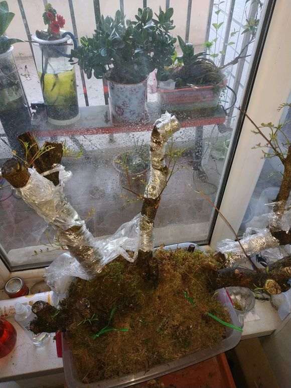 图解 清香木下山桩有水芽 怎么办