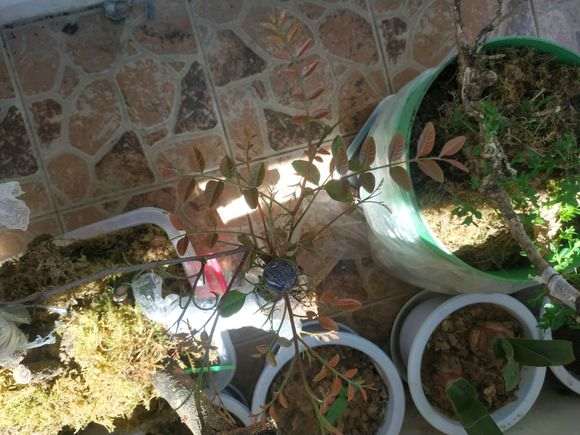 图解 清香木下山桩有水芽 怎么办