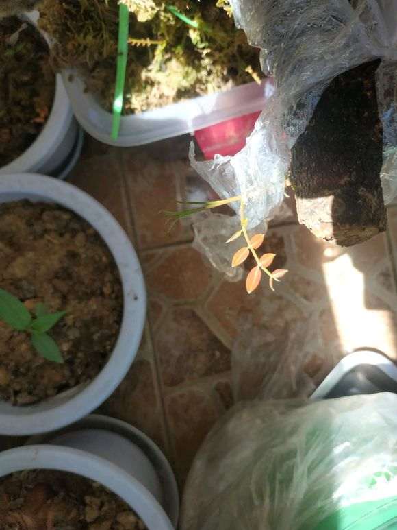 图解 清香木下山桩有水芽 怎么办