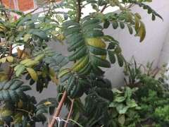 清香木下山桩叶发黄 掉落 怎么办 图片