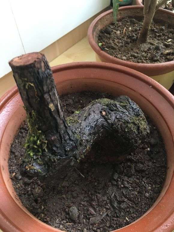 北方秋天清香下山桩 还可以发芽吗 图片