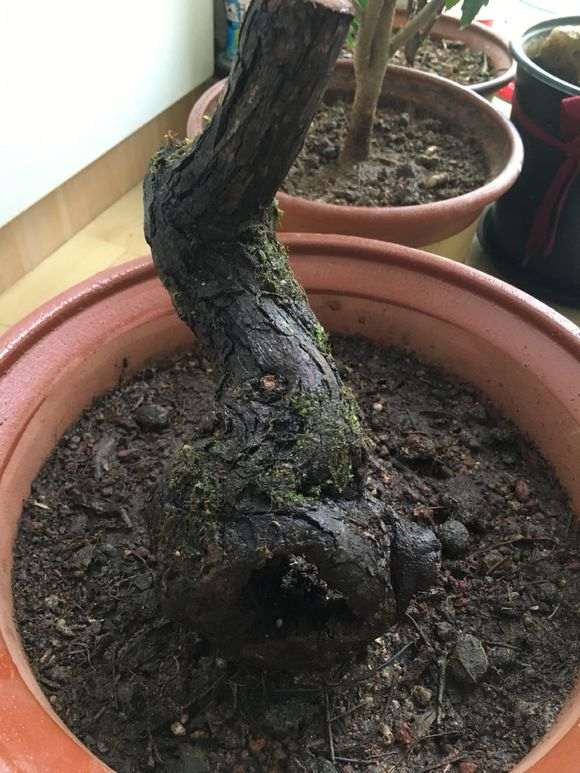 北方秋天清香下山桩 还可以发芽吗 图片