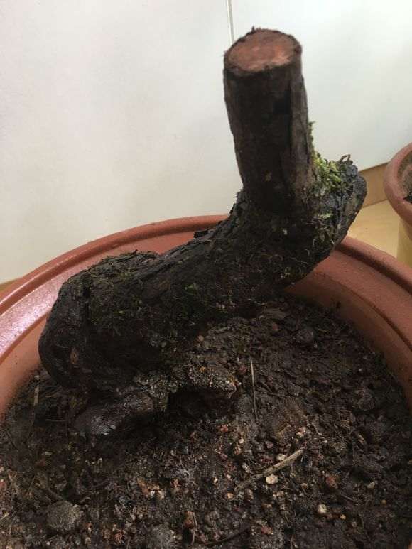 北方秋天清香下山桩 还可以发芽吗 图片
