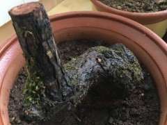 北方秋天清香下山桩没缠膜套袋 还可以发芽吗