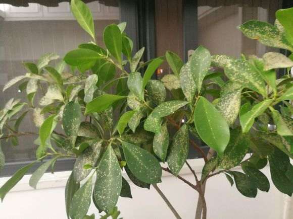 大叶榕树下山桩叶子上黄色斑 怎么办