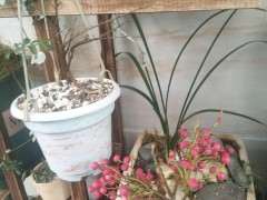 清香木的籽快成熟了 可以吗 图片