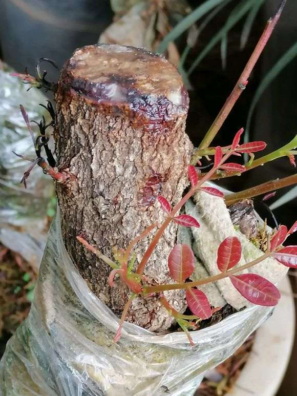 清香木下山桩发黑干枯 怎么办 图片