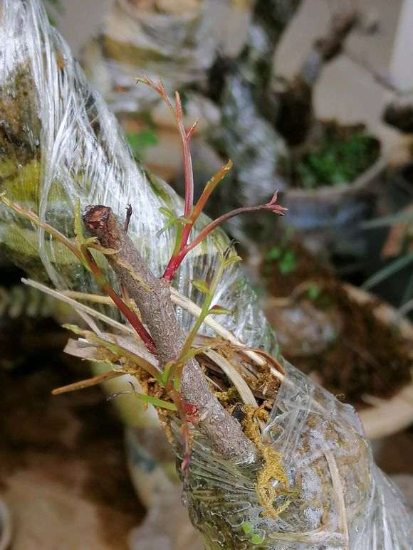 清香木下山桩发黑干枯 怎么办 图片
