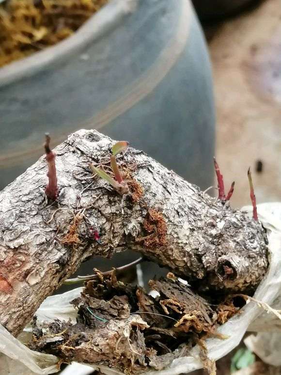 清香木下山桩发黑干枯 怎么办 图片