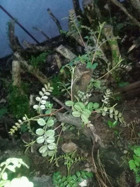 为什么清香木下山桩要套袋遮阴 图片