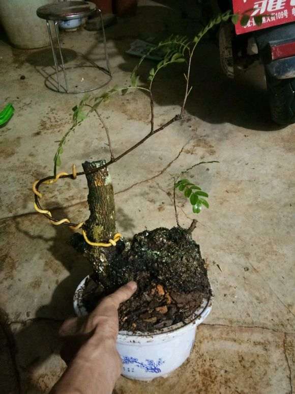 为什么清香木下山桩要套袋遮阴 图片