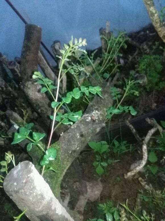 为什么清香木下山桩要套袋遮阴 图片