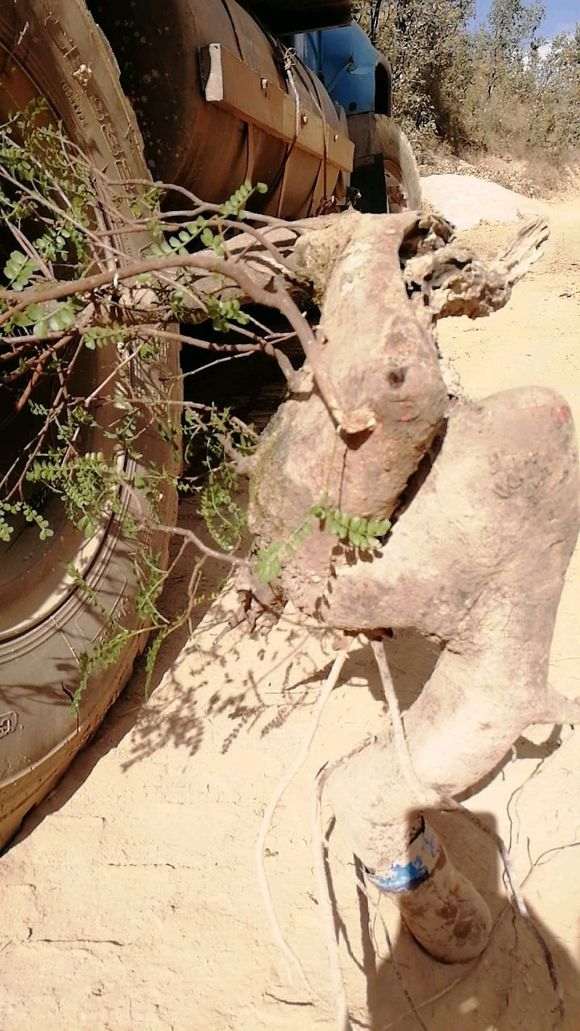 清香木下山桩根太少 没有把握载活