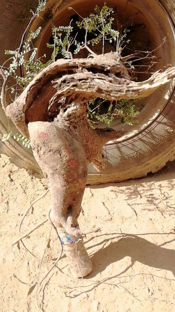 清香木下山桩根太少 没有把握载活