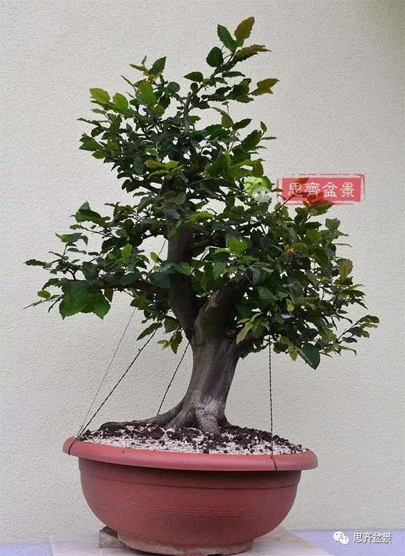 图解 鹅耳枥下山桩怎么培养成盆景
