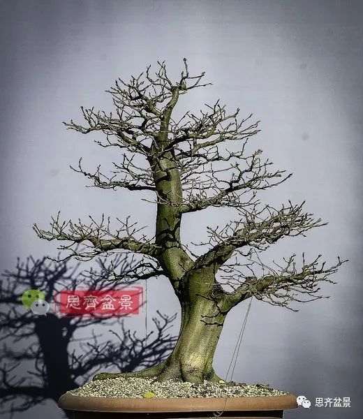 图解 鹅耳枥下山桩怎么培养成盆景