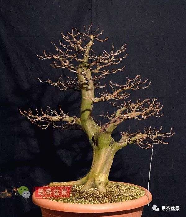 图解 鹅耳枥下山桩怎么培养成盆景