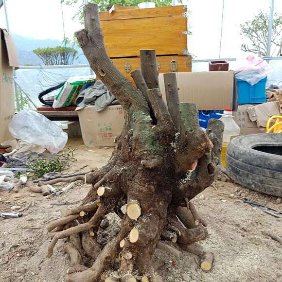 刚从浙江购买的大型金豆下山桩 可以吗