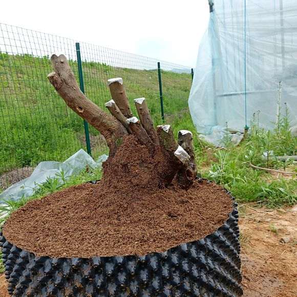 刚从浙江购买的大型金豆下山桩 可以吗