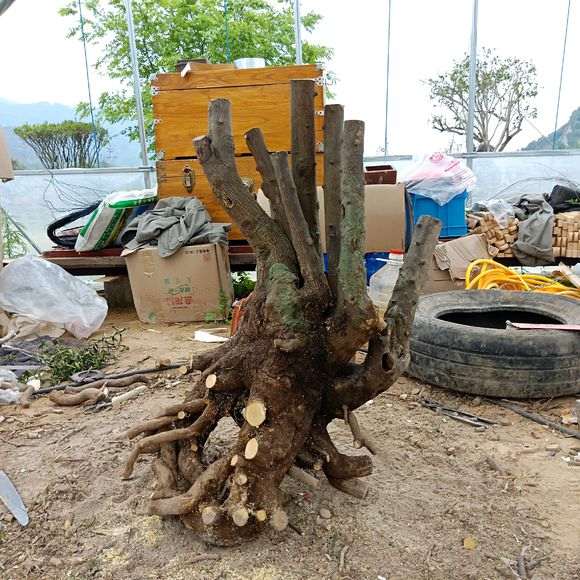 刚从浙江购买的大型金豆下山桩 可以吗