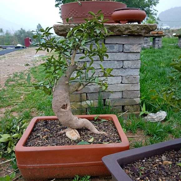 刚从浙江购买的大型金豆下山桩 可以吗