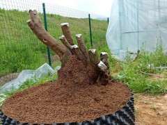 刚从浙江购买的大型金豆下山桩 可以吗