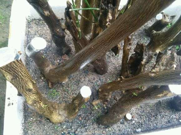 金豆下山桩种1个月 发芽了 怎么样 图片