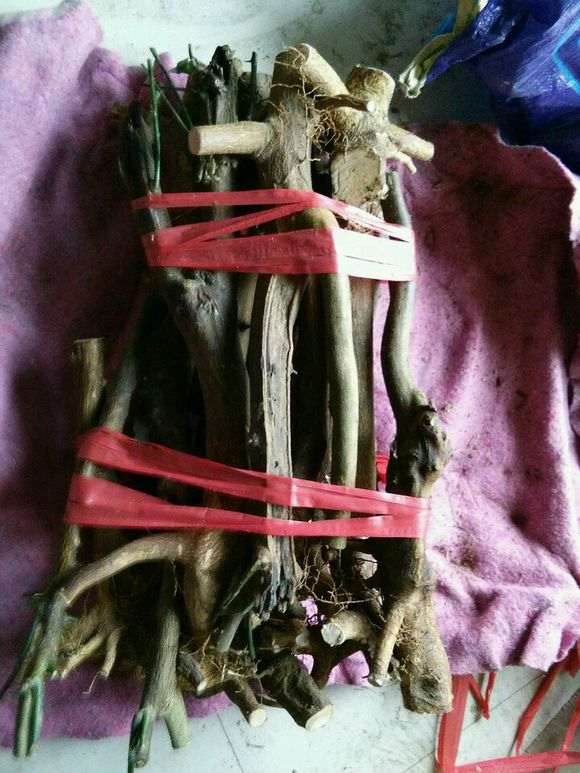 金豆下山桩种1个月 发芽了 怎么样 图片