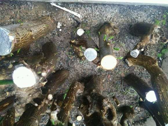 金豆下山桩种1个月 发芽了 怎么样 图片