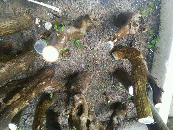 金豆下山桩种1个月 发芽了 怎么样 图片