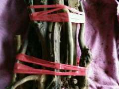 金豆下山桩种1个月 发芽了 可以吗 图片