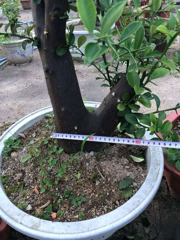 哪里的金豆下山桩品种最好 图片