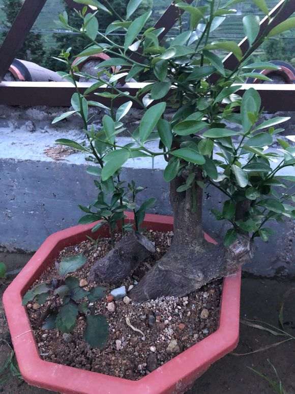 哪里的金豆下山桩品种最好 图片