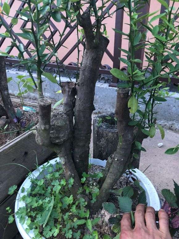 哪里的金豆下山桩品种最好 图片