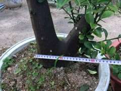 哪里的金豆下山桩品种最好 图片