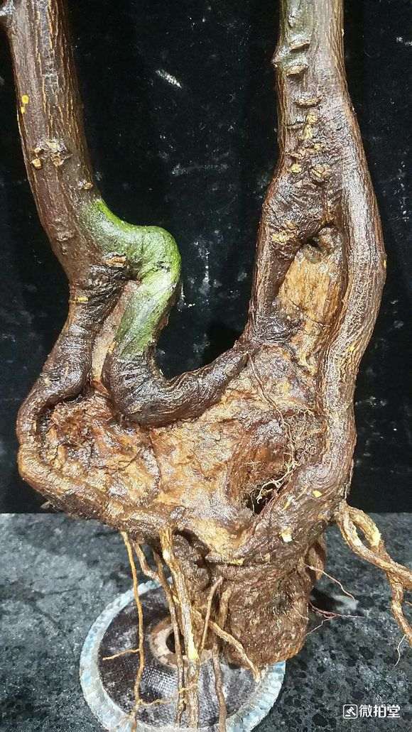 拍来的金豆下山桩 价格188 贵吗 图片