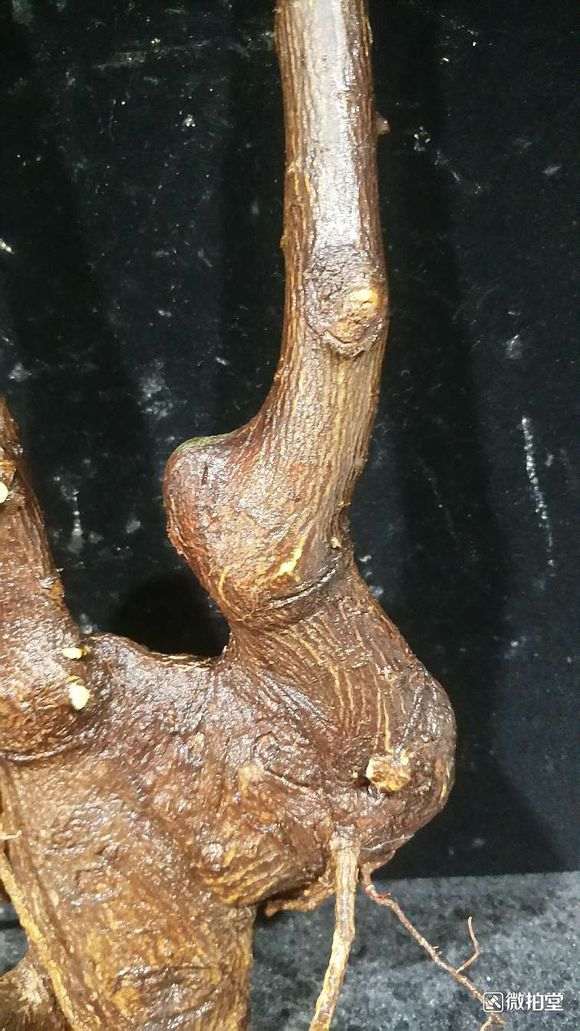 拍来的金豆下山桩 价格188 贵吗 图片