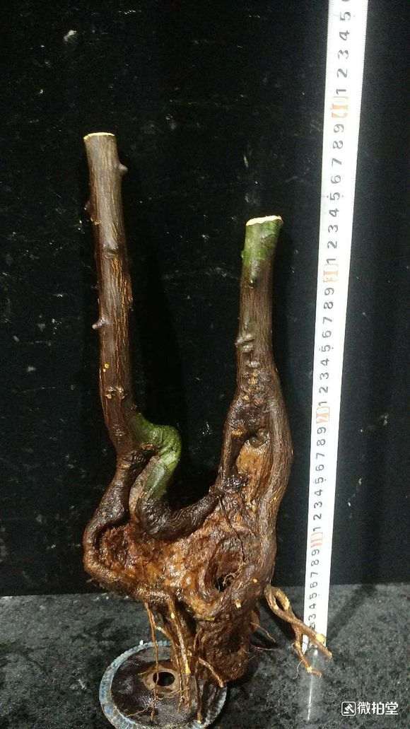 拍来的金豆下山桩 价格188 贵吗 图片