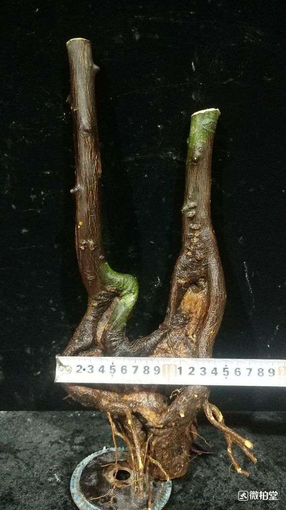 拍来的金豆下山桩 价格188 贵吗 图片