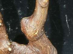 金豆下山桩可以用速效复合肥吗 图片