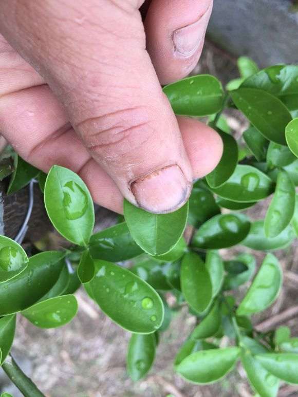 为什么金豆下山桩是圆叶尖叶 图片