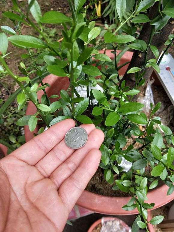 为什么金豆下山桩是圆叶尖叶 图片